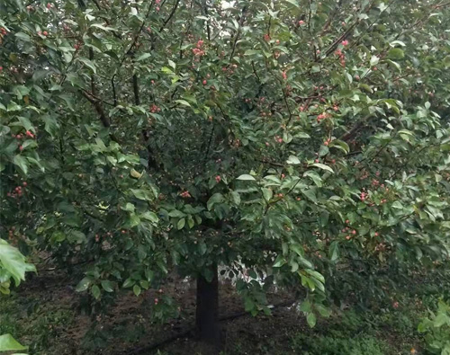 海棠国槐树